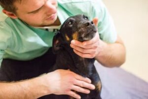 Mag. Claus Angerer – Chiropraktik & Manuelle Medizin für Tiere