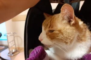 Mag. Dr. Jan Henrich