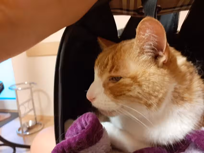 Mag. Dr. Jan Henrich