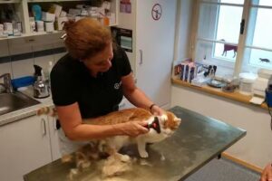 Mag. Gertrud Trinker