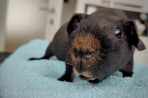 Mag. med. vet. Andrea Obernosterer