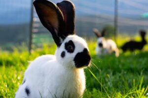 Mag. Michaela Neumayr