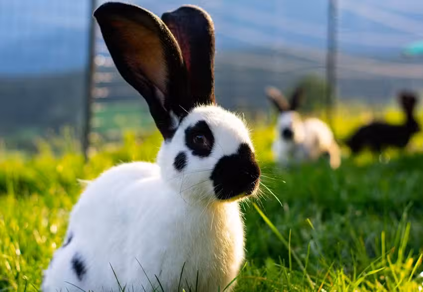 Mag. Michaela Neumayr