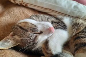 Mag. Michaela Sobotka