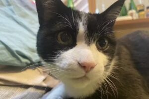 Meditier, Tierarzt Andreas Lanbach