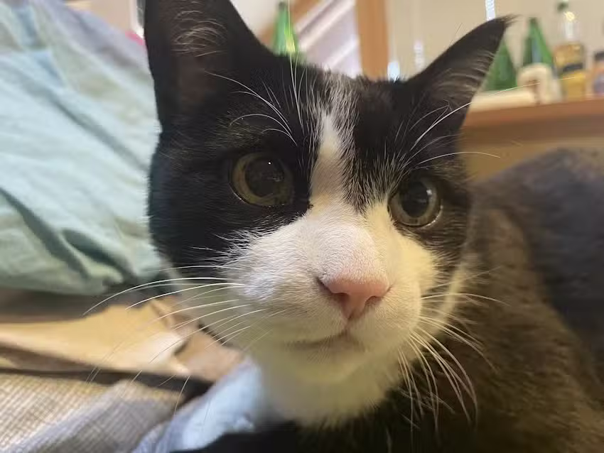 Meditier, Tierarzt Andreas Lanbach