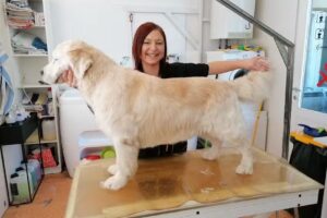 Melis Hundesalon mit Herz