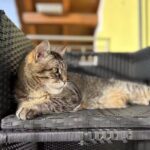 mobilVET – Ihre Tierärzte für zu Hause🐾