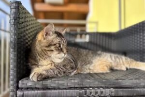 mobilVET – Ihre Tierärzte für zu Hause🐾