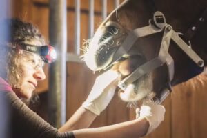 Pferdepraxis Zöggeler