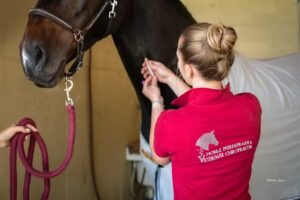 Pferdetierarzt Elisabeth Hagsteiner – Kirchdorf in Tirol