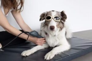 PFOTEN G´SUND – Tierarztpraxis Mag.med.vet. Anna-Sophie Silbernagl CCRT