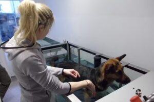 PHYSIOBELLO – Tierarztpraxis Mag. Marie-Luise Mayer