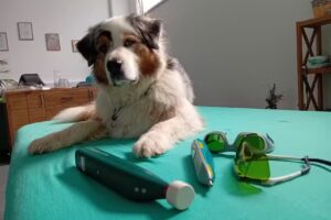 PhysioDog Hundephysiotherapie