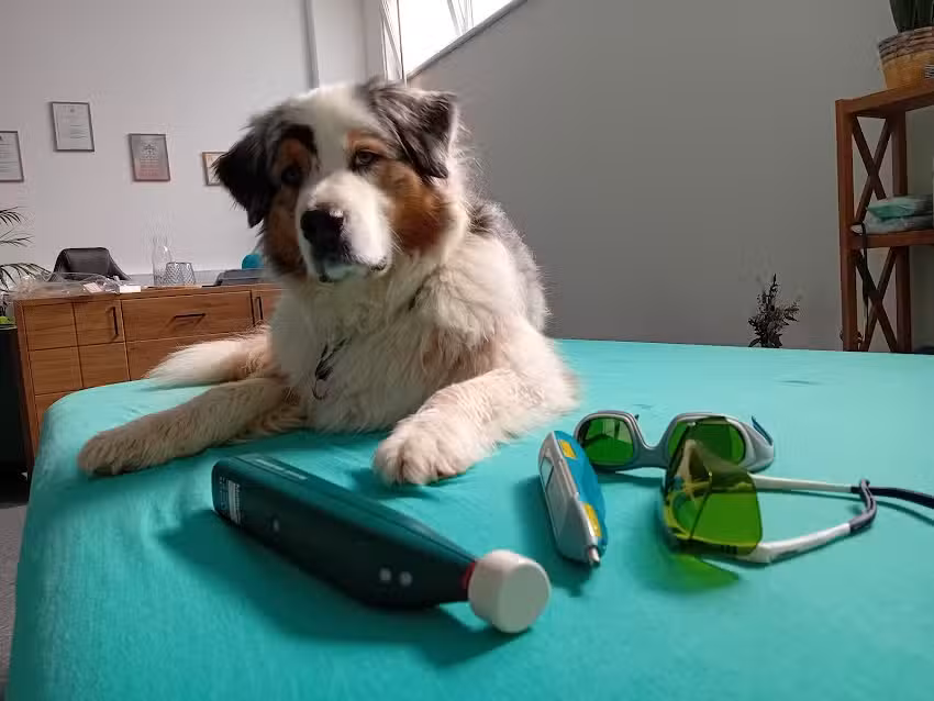PhysioDog Hundephysiotherapie