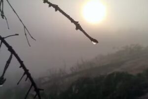 Polivet Tierärzteteam Karasek GmbH