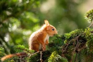 Praxis für Kleintiere Mödling