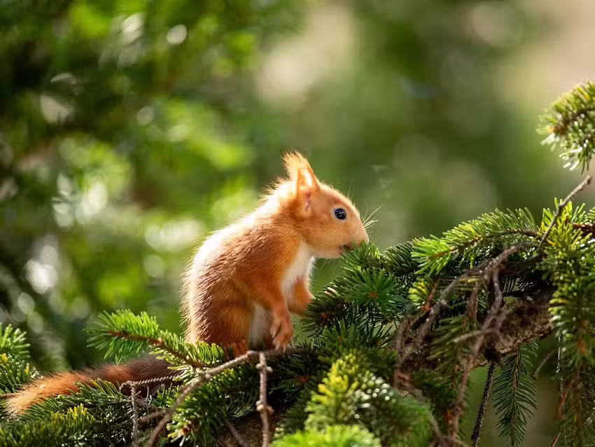 Praxis f&uuml;r Kleintiere M&ouml;dling
