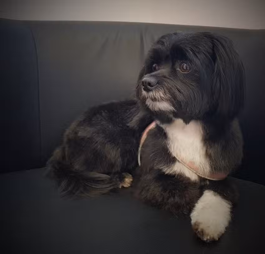 SCHICK & G’SUND – Dein Tierpflegesalon in Premstätten