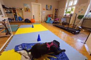 SK-VET Tierarztpraxis – Mag. Sibylle Karpf