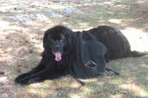 Tierambulanz Am Saarplatz Mag Sigrid Resch – Tierphysiotherapie