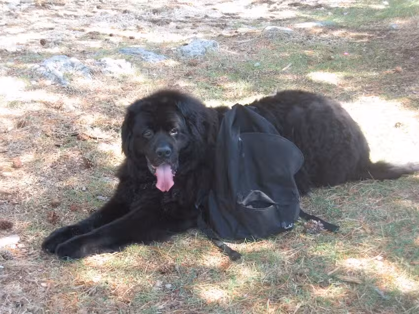 Tierambulanz Am Saarplatz Mag Sigrid Resch – Tierphysiotherapie