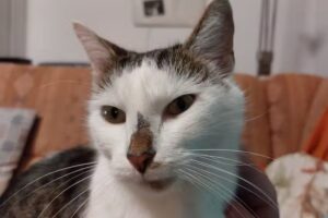 Tierambulanz Kierling