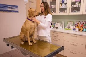 Tierambulanz Tieresianum