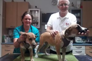 Tierambulatorium Draschepark