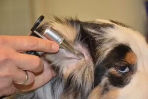 Tierambulatorium Inzersdorf