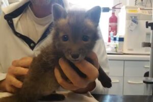 TIERAMBULATORIUM TERNITZ