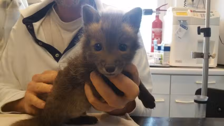 TIERAMBULATORIUM TERNITZ