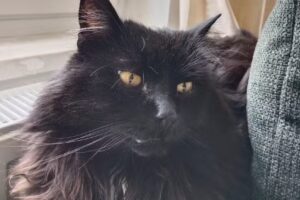 Tierarzt Allerheiligen – Mag. Markus Prader