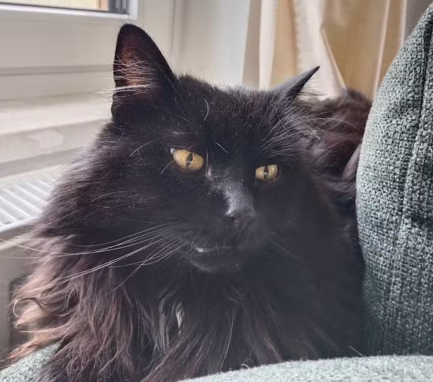 Tierarzt Allerheiligen – Mag. Markus Prader