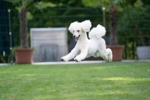 Tierarzt DDr. Michael Antolini