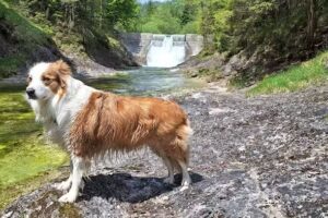 Tierarzt Dr. August Stiglhuber