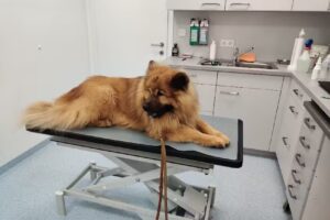 Tierarzt – Dr. med. vet. Reinhard Pichler – Dipl TA Maria Andersson