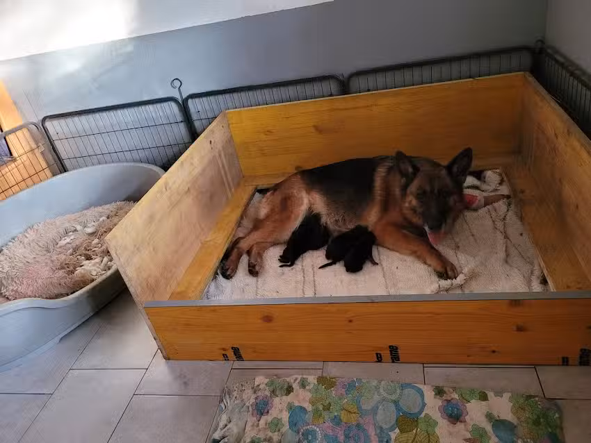 Tierarzt Dr. Norbert Hetzmannseder