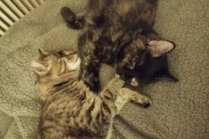 Tierarzt Dr. Roland Tulzer