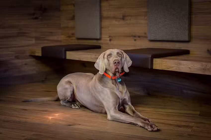 Tierarzt Dr. Siegfried G&uuml;tler