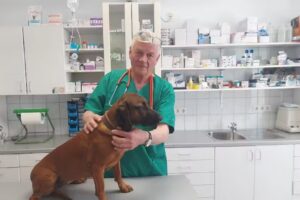 Tierarzt (Kleintierordination) Heinz Aujesky