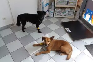 Tierarzt Linz solarCity