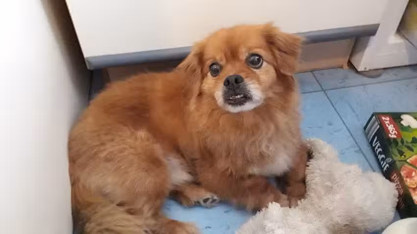 Tierarzt Mag. Andrea Prikler