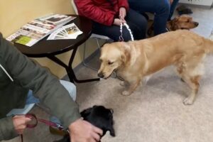 Tierarzt- & Naturheilpraxis Dr. Josef Erös