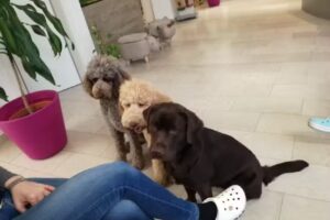 Tierarzt Neustift am Walde