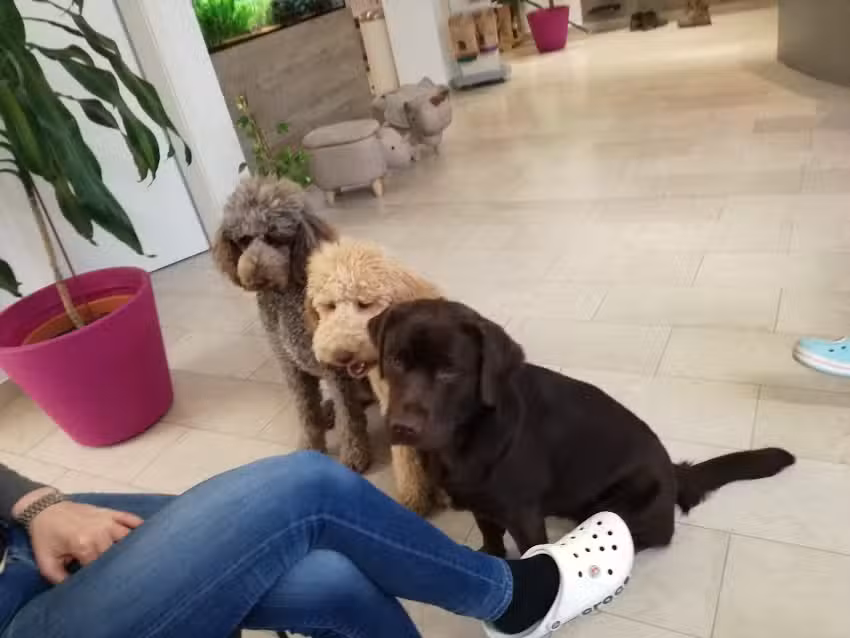 Tierarzt Neustift am Walde