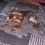 Tierarzt Notdienst Pferde