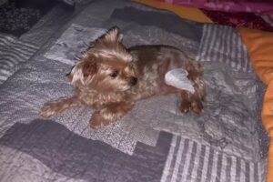 Tierarzt Notdienst Pferde