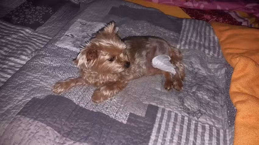 Tierarzt Notdienst Pferde