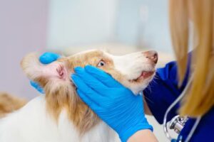 Tierarzt Stadlau Volker Harra